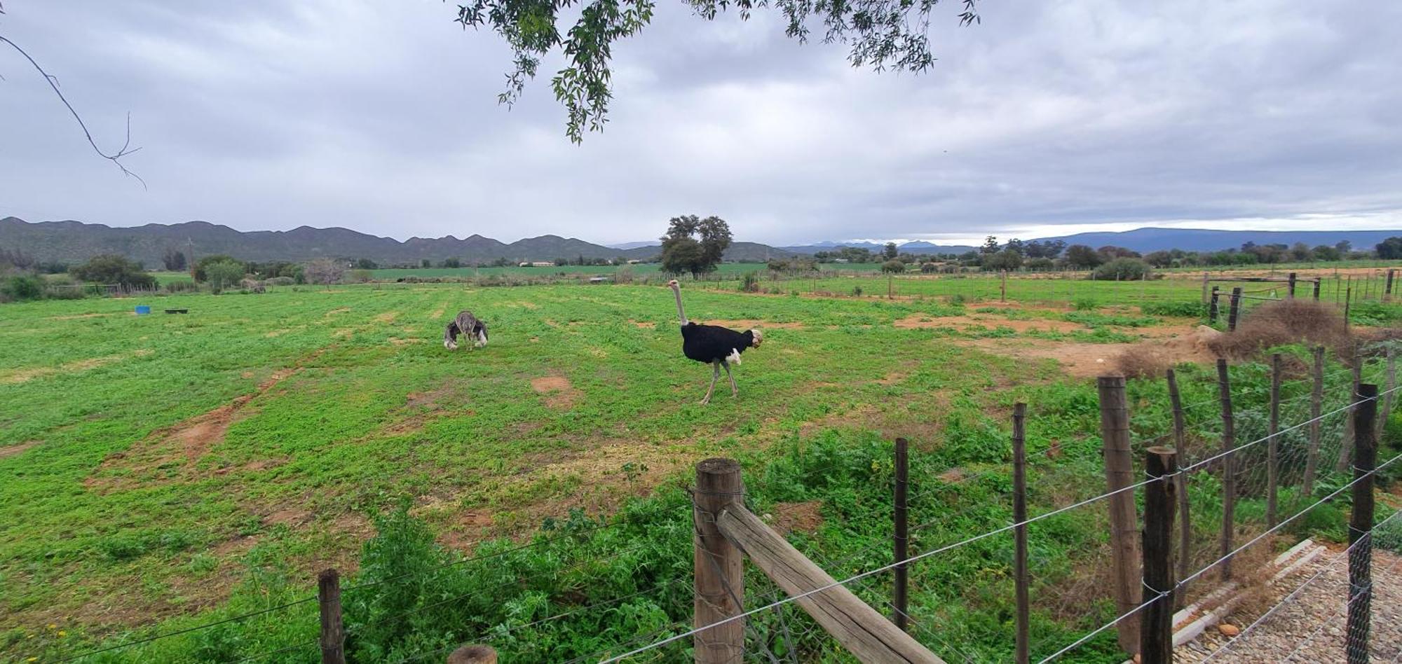 Karoo Leeu Self Catering Villa Oudtshoorn Dış mekan fotoğraf