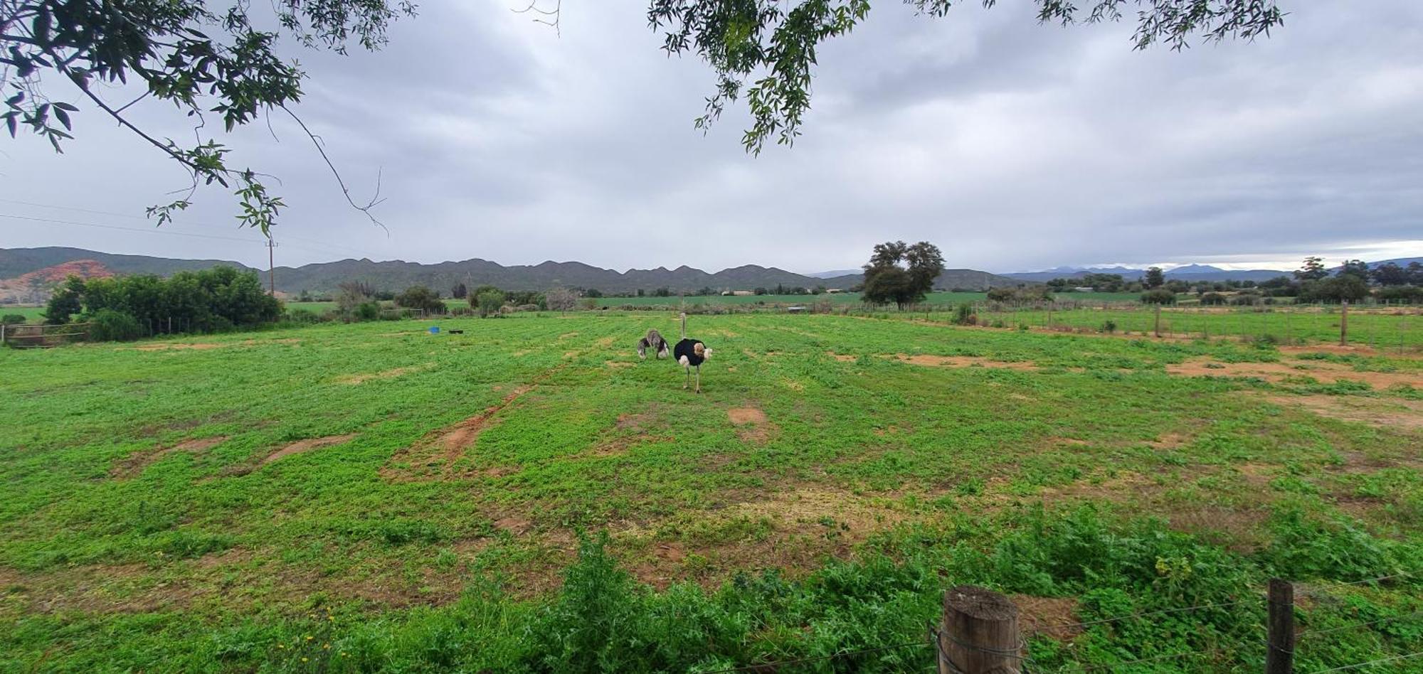 Karoo Leeu Self Catering Villa Oudtshoorn Dış mekan fotoğraf