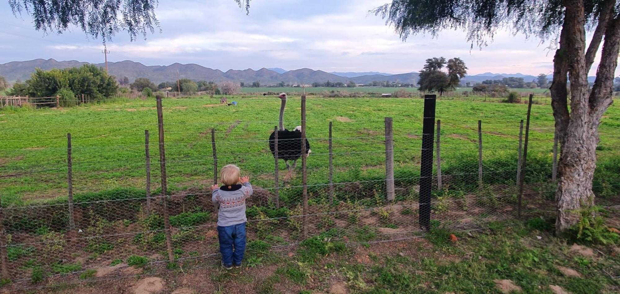 Karoo Leeu Self Catering Villa Oudtshoorn Dış mekan fotoğraf